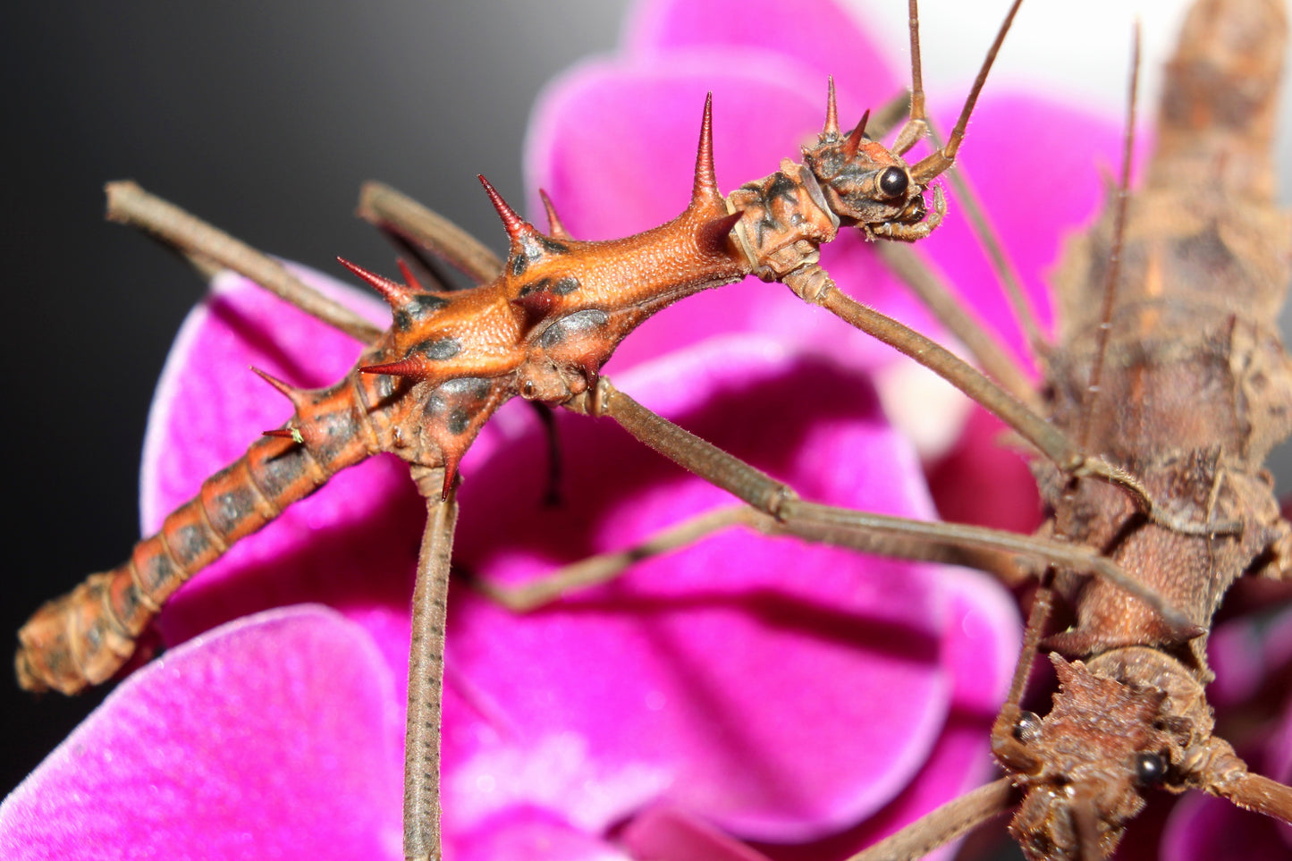 ⨂ Touch-Me-Not Stick Insect, (Epidares nolimetangere)