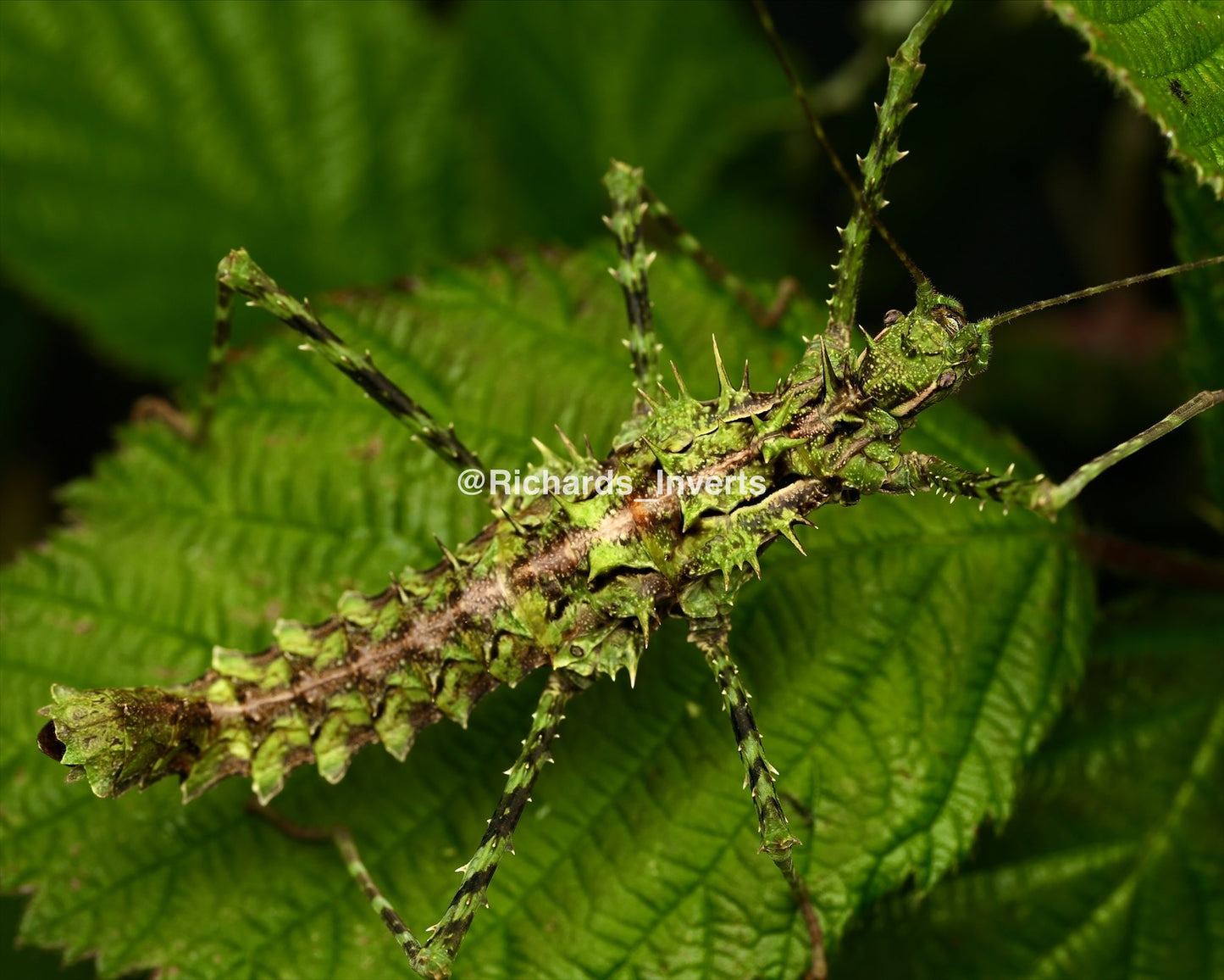 ⨂ Brock's Spiny Stick Insect, (Brockphasma spinifemoralis "Bach Ma")