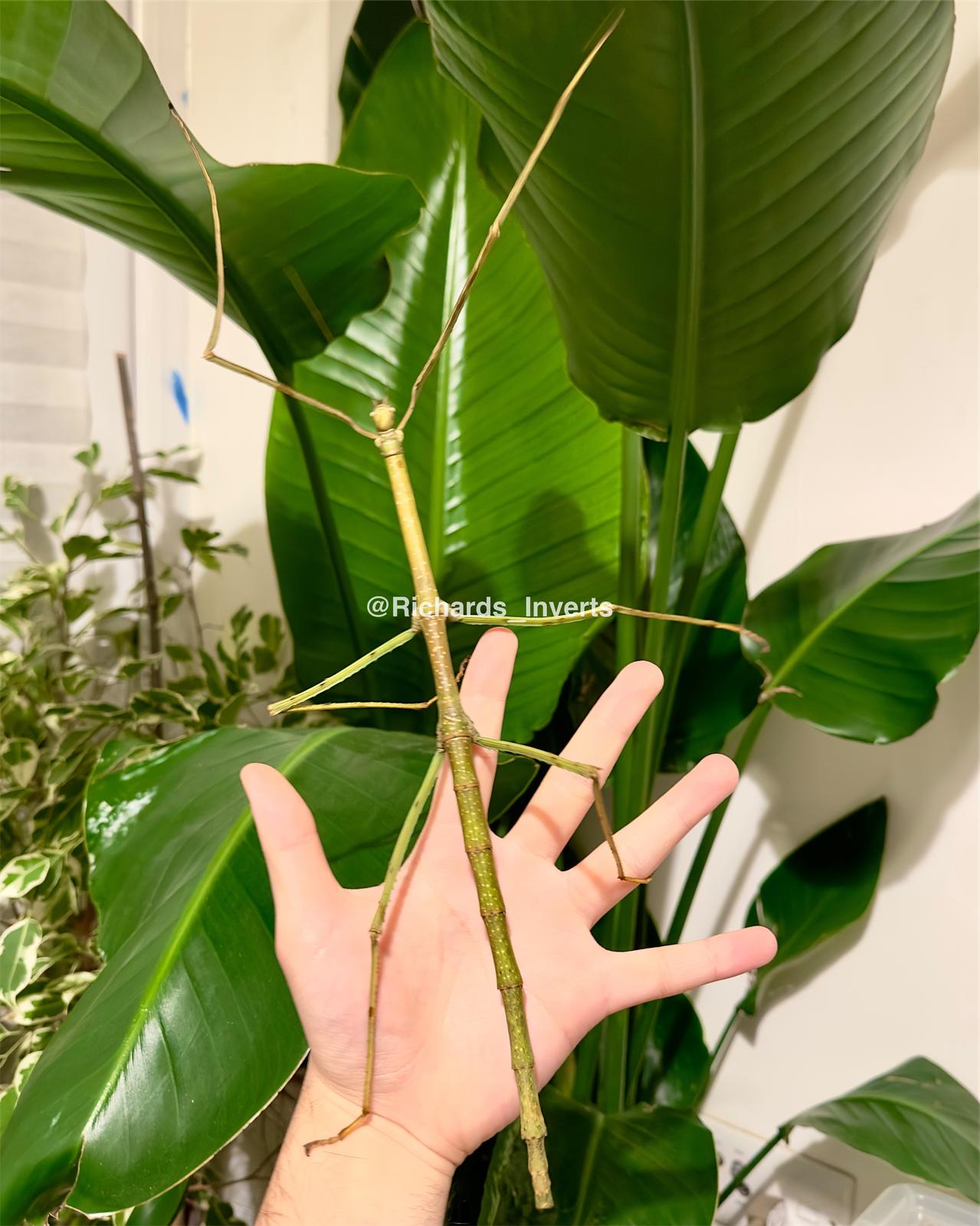 Giant Heusii Stick Insect, (Phryganistria heusii yentuensis)