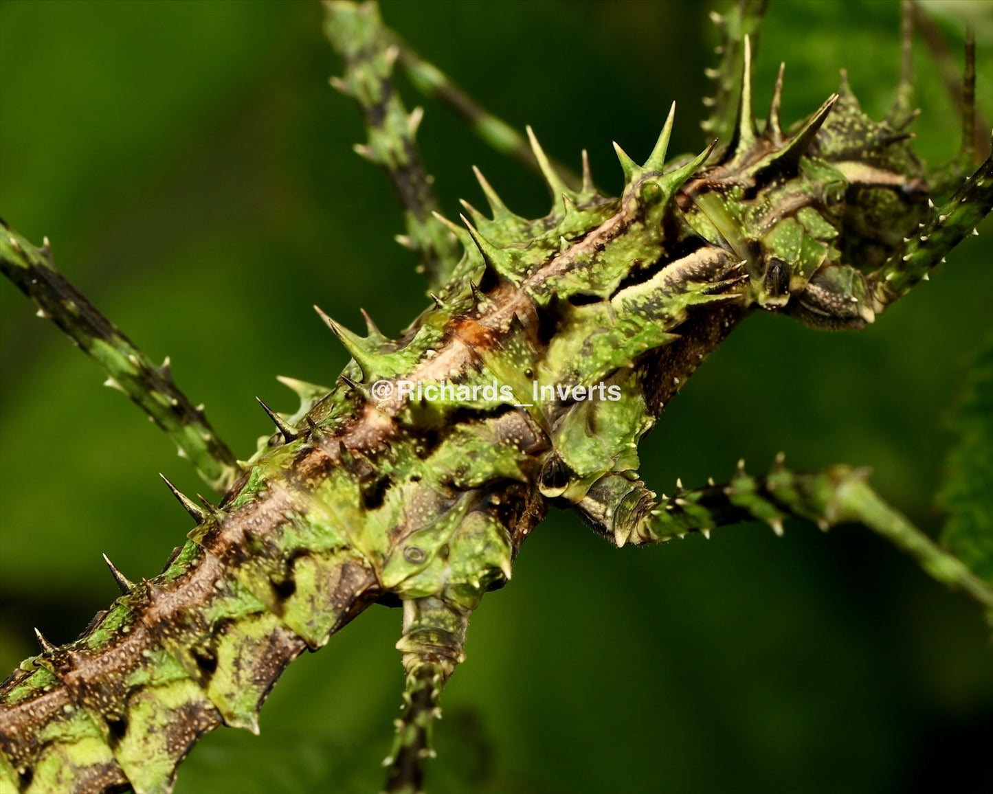 ⨂ Brock's Spiny Stick Insect, (Brockphasma spinifemoralis "Bach Ma")