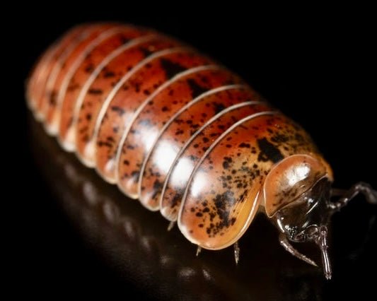 Klugii Pill Millipede, (Glomeris klugii) - Richard’s Inverts