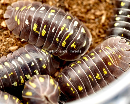 Lake Garda Isopod "Giant", (Armadillidium tirolense "Lake Garda, Giant") - Richard’s Inverts