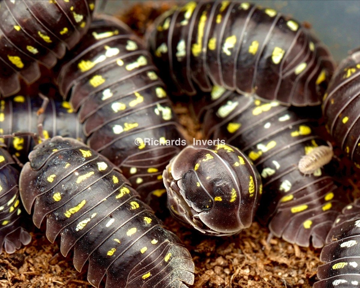 Lake Garda Isopod "Giant", (Armadillidium tirolense "Lake Garda, Giant") - Richard’s Inverts