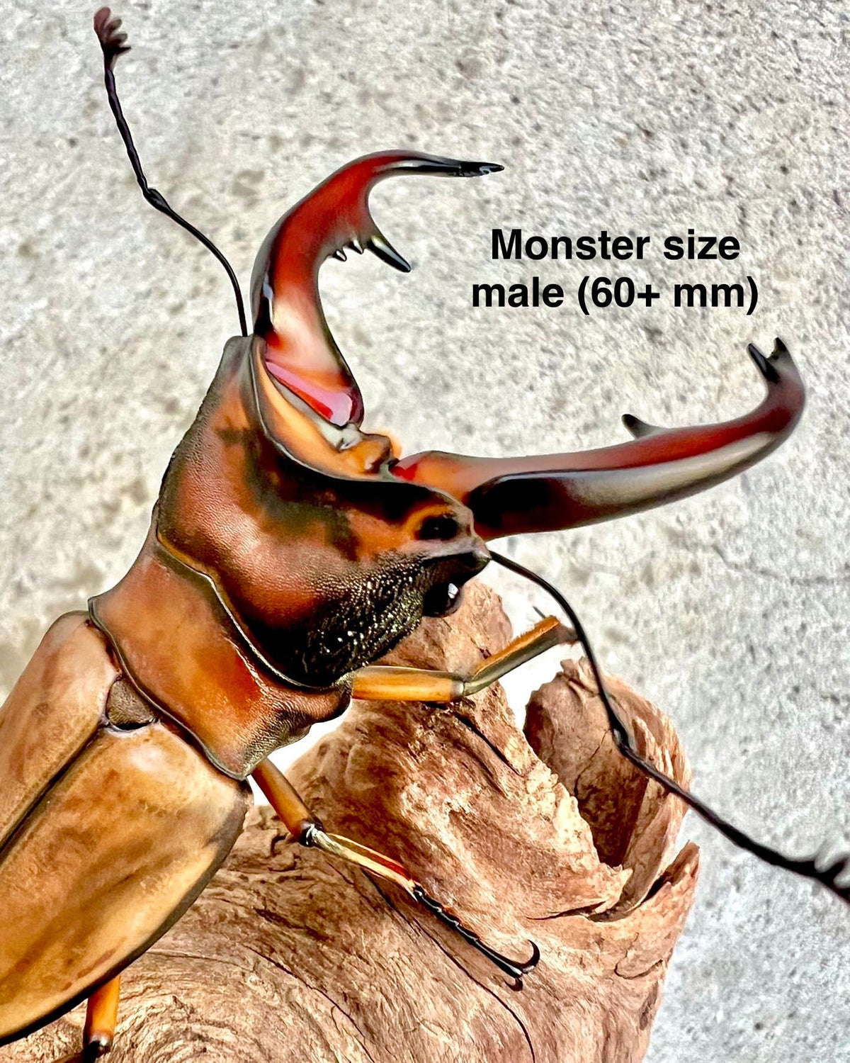 ⨂ Larvae - Alagari Stag Beetle, (Cyclommatus alagari) - Richard’s Inverts