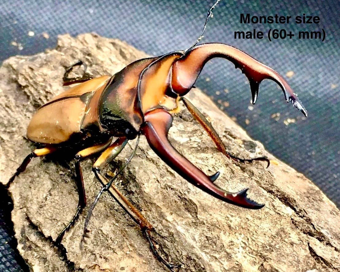 ⨂ Larvae - Alagari Stag Beetle, (Cyclommatus alagari) - Richard’s Inverts