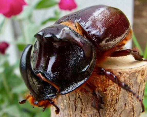Larvae - European Rhino Beetle, (Oryctes nasicornis) - Richard’s Inverts