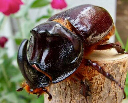 Larvae - European Rhino Beetle, (Oryctes nasicornis) - Richard’s Inverts