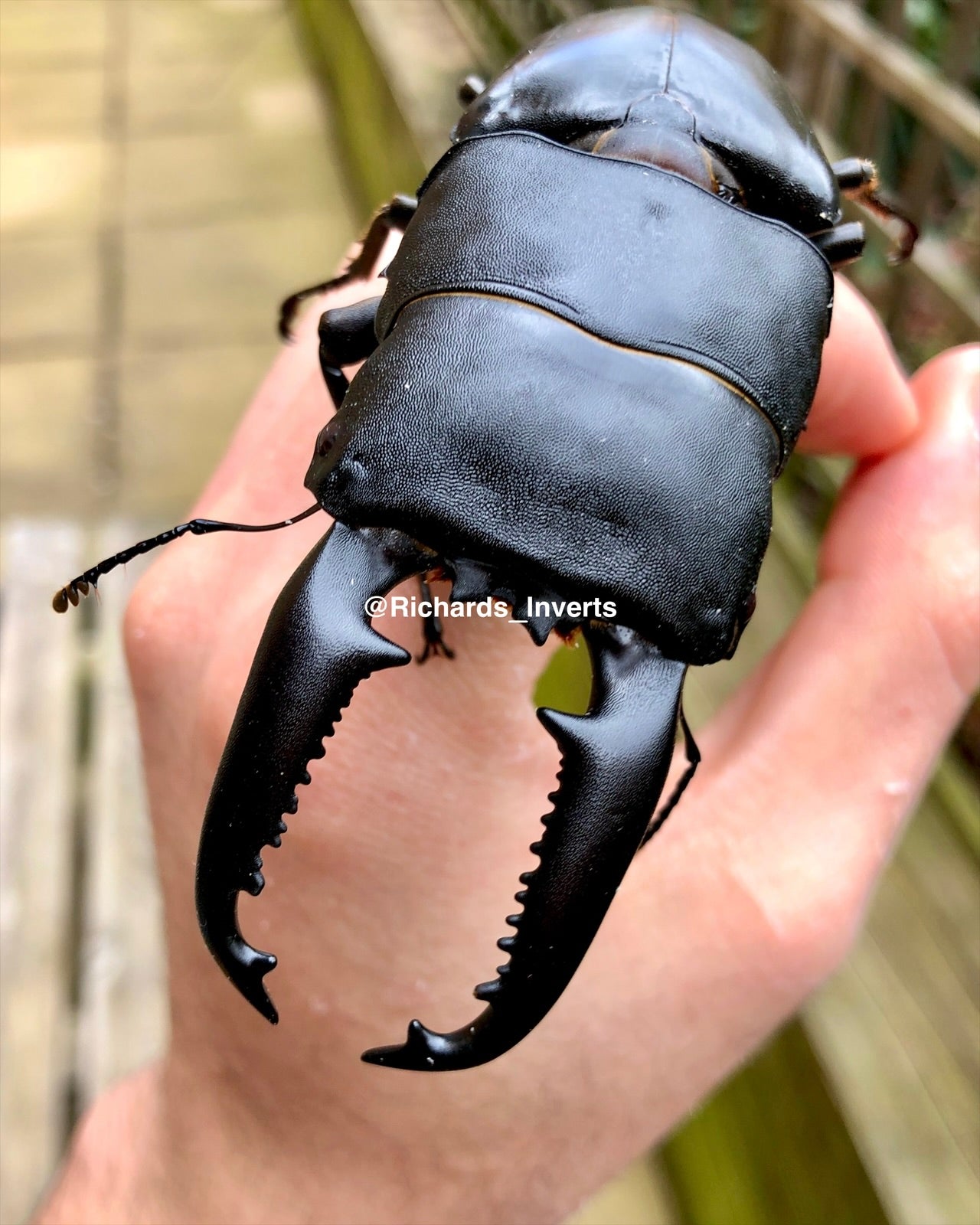 ⨂ Larvae - Giant Palawan Stag Beetle, (Dorcus titanus palawanicus) - Richard’s Inverts