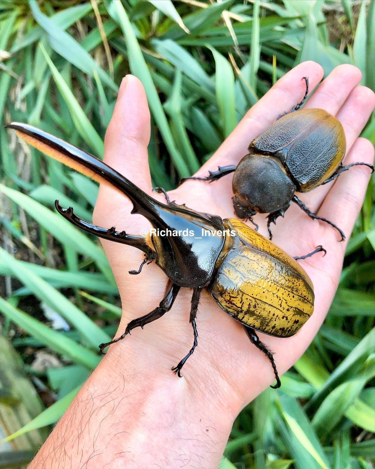 Larvae - Hercules Rhino Beetle, (Dynastes hercules morishimai) - Richard’s Inverts