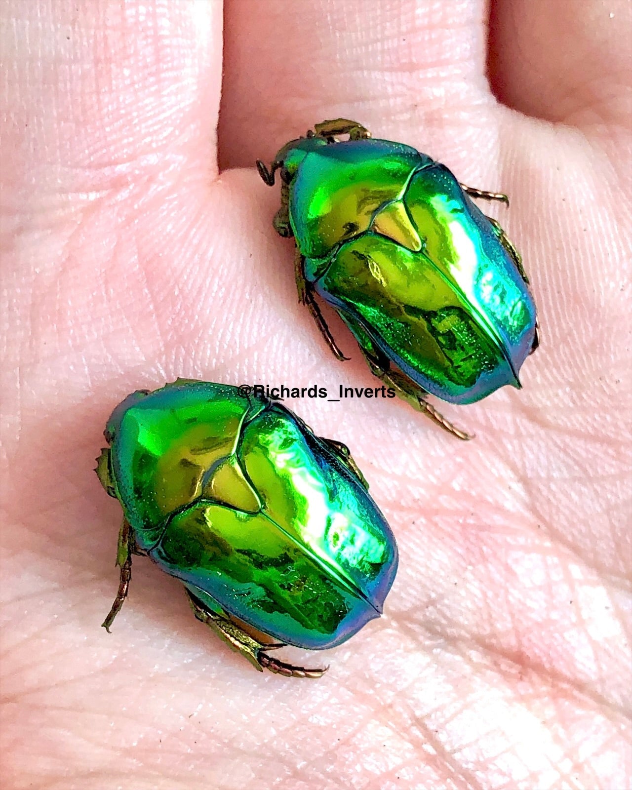 Larvae - Himalayan Flower Beetle, (Protaetia himalayana) - Richard’s Inverts
