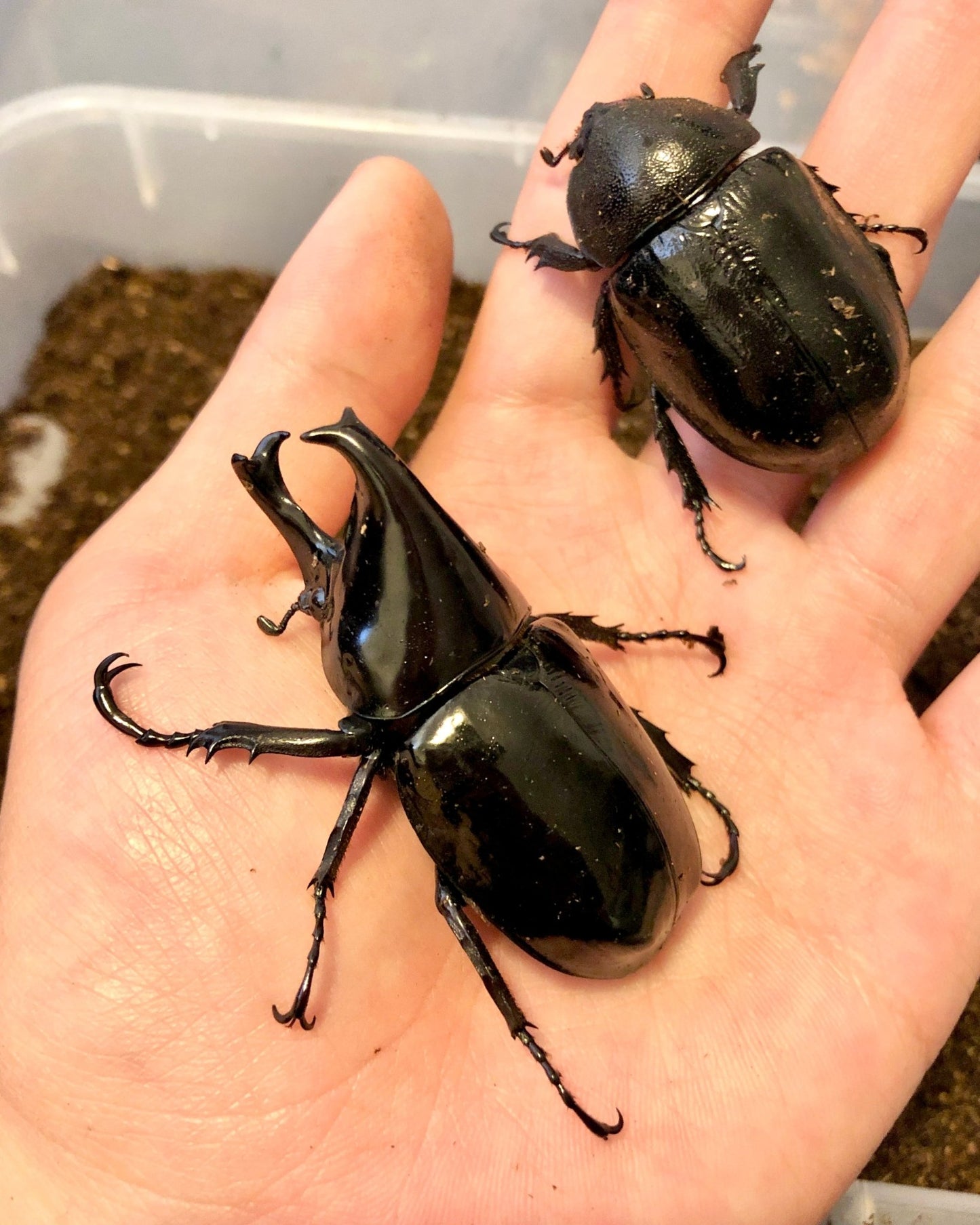 ⨂ Larvae - Hissing Rhino Beetle, (Xylotrupes beckeri) - Richard’s Inverts