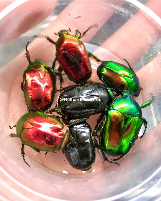 Larvae - Jewel Flower Beetle, (Protaetia aeruginosa) - Richard’s Inverts
