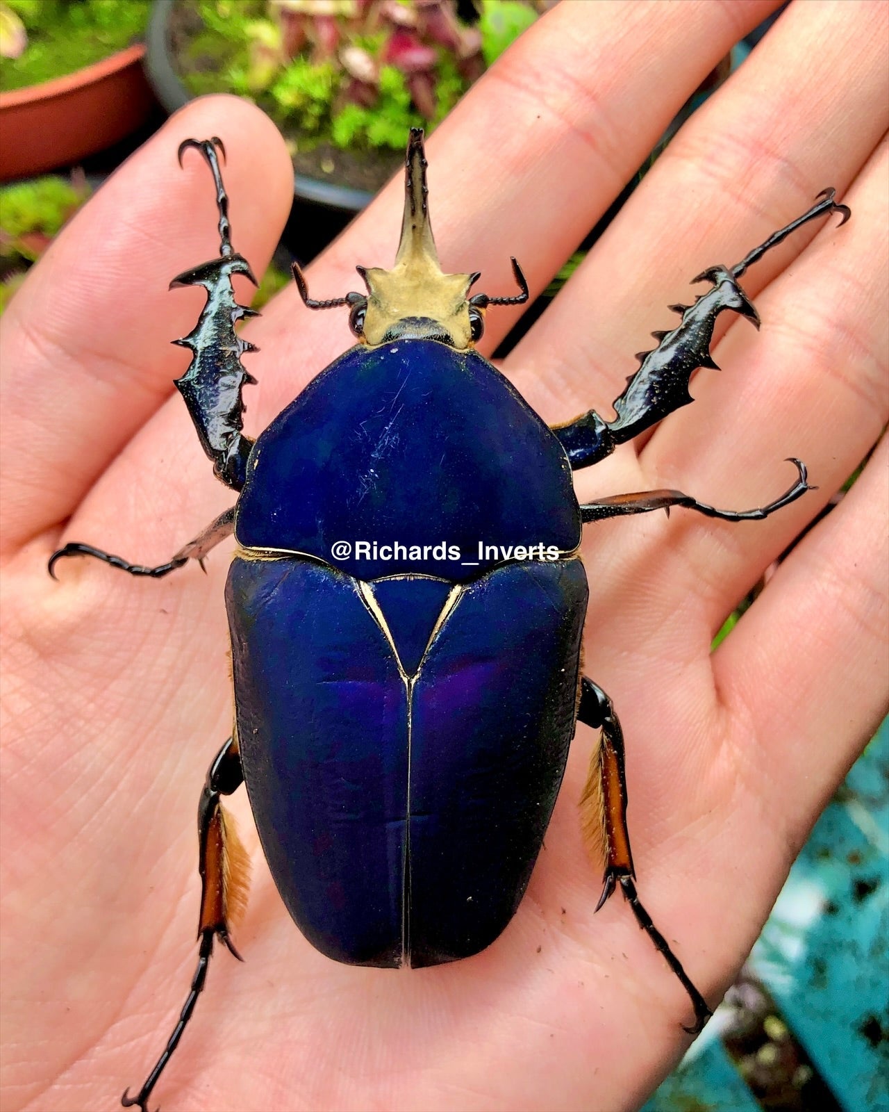 Larvae - "Pure Blue" Giant Flower Beetle, (Mecynorrhina ugandensis) - Richard’s Inverts