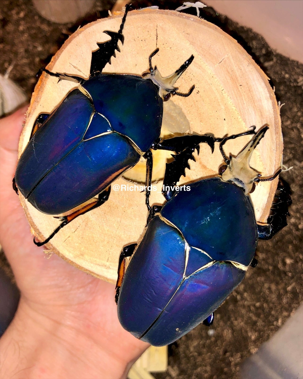 Larvae - "Pure Blue" Giant Flower Beetle, (Mecynorrhina ugandensis) - Richard’s Inverts
