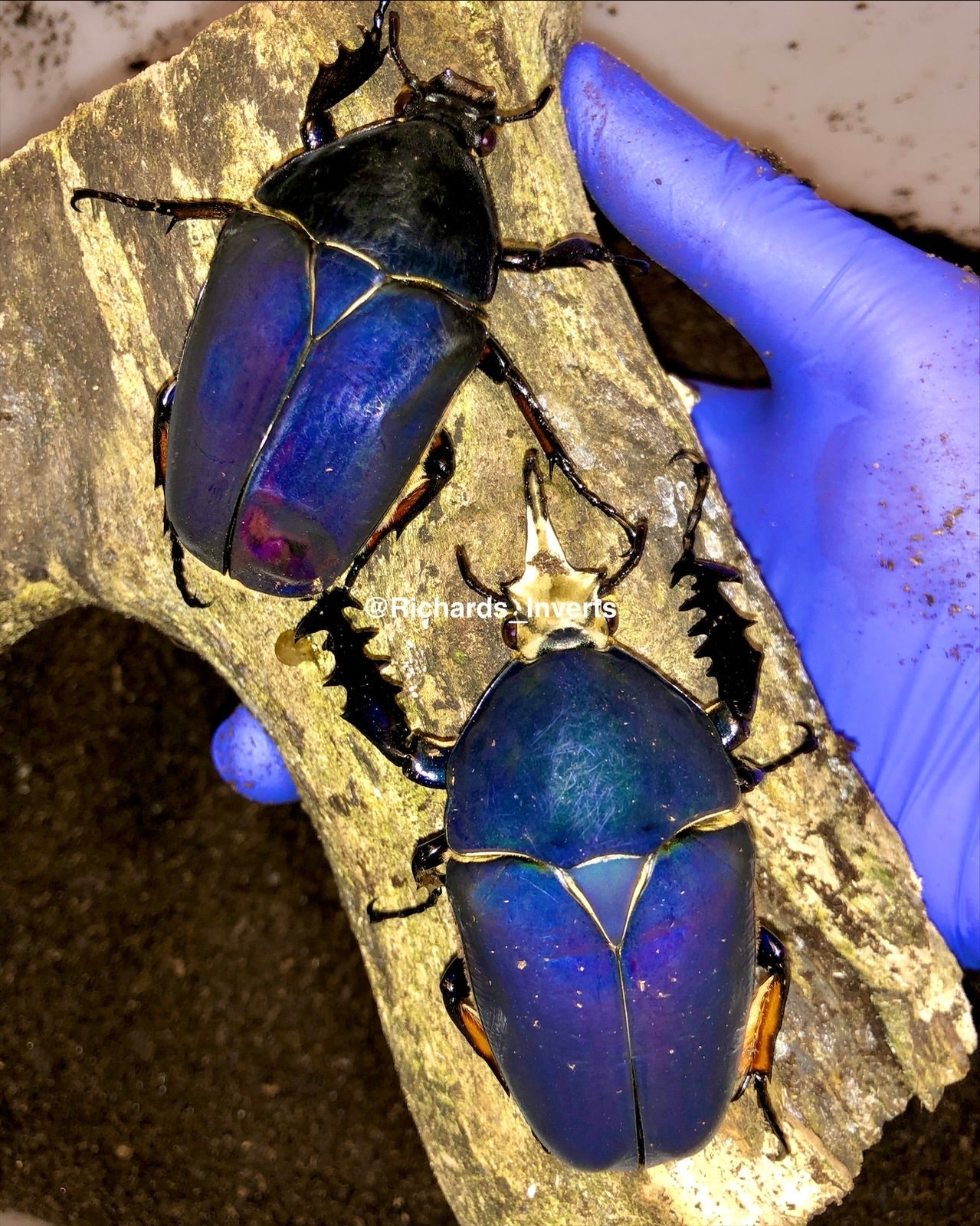 Larvae - "Pure Blue" Giant Flower Beetle, (Mecynorrhina ugandensis) - Richard’s Inverts