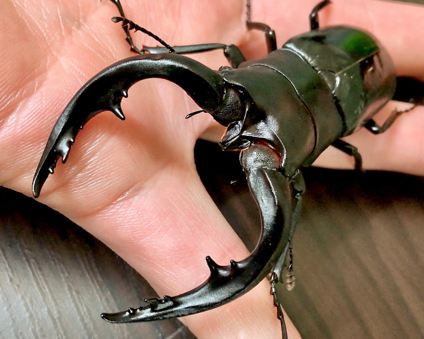 ⨂ Larvae - Sawtooth Stag Beetle, (Prosopocoilus dissimilis) - Richard’s Inverts