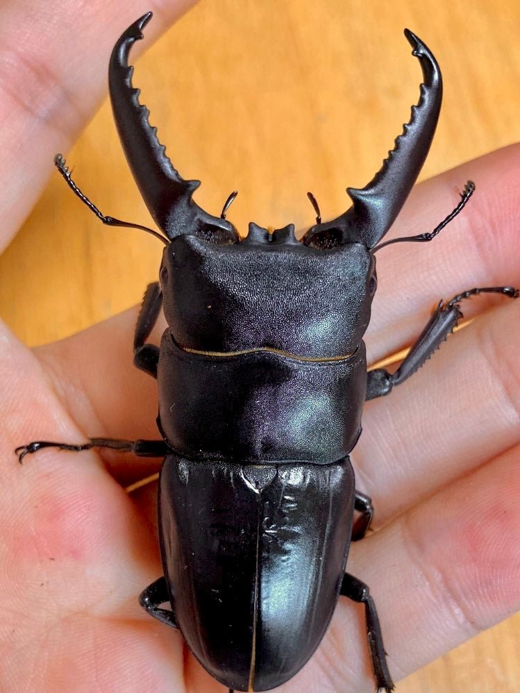 Larvae - Titan Stag Beetle, (Dorcus titanus) - Richard’s Inverts