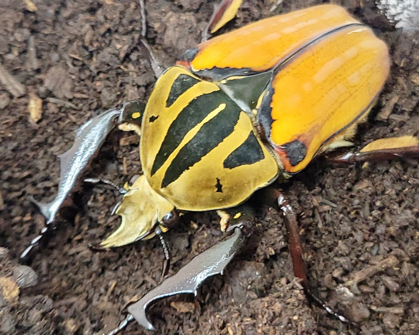 Larvae - "Unicolor" Tiger Flower Beetle, (Mecynorrhina oberthuri) - Richard’s Inverts