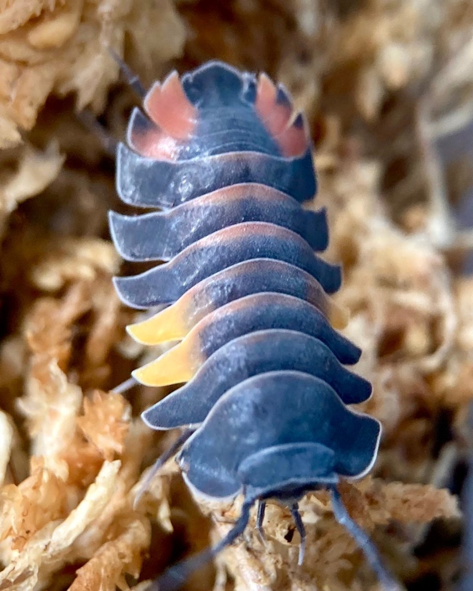 Lava Isopods For Sale | Richard's Inverts