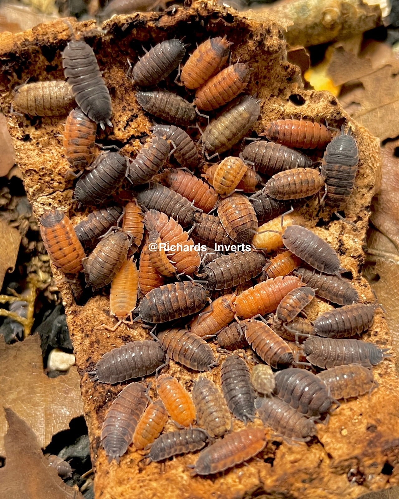 Lava Isopod, (Porcellio scaber "Lava") - Richard’s Inverts