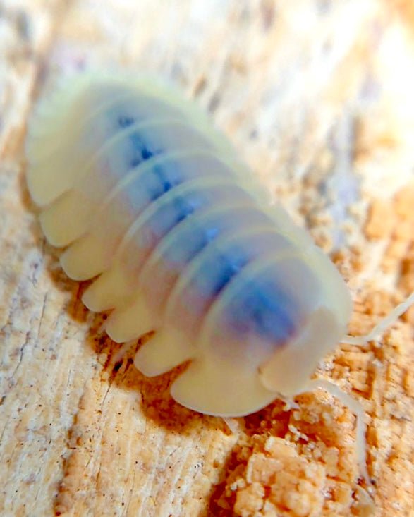 ⨂ Lemon Drop Isopod, (Cubaris sp. "Lemon Drop") - Richard’s Inverts