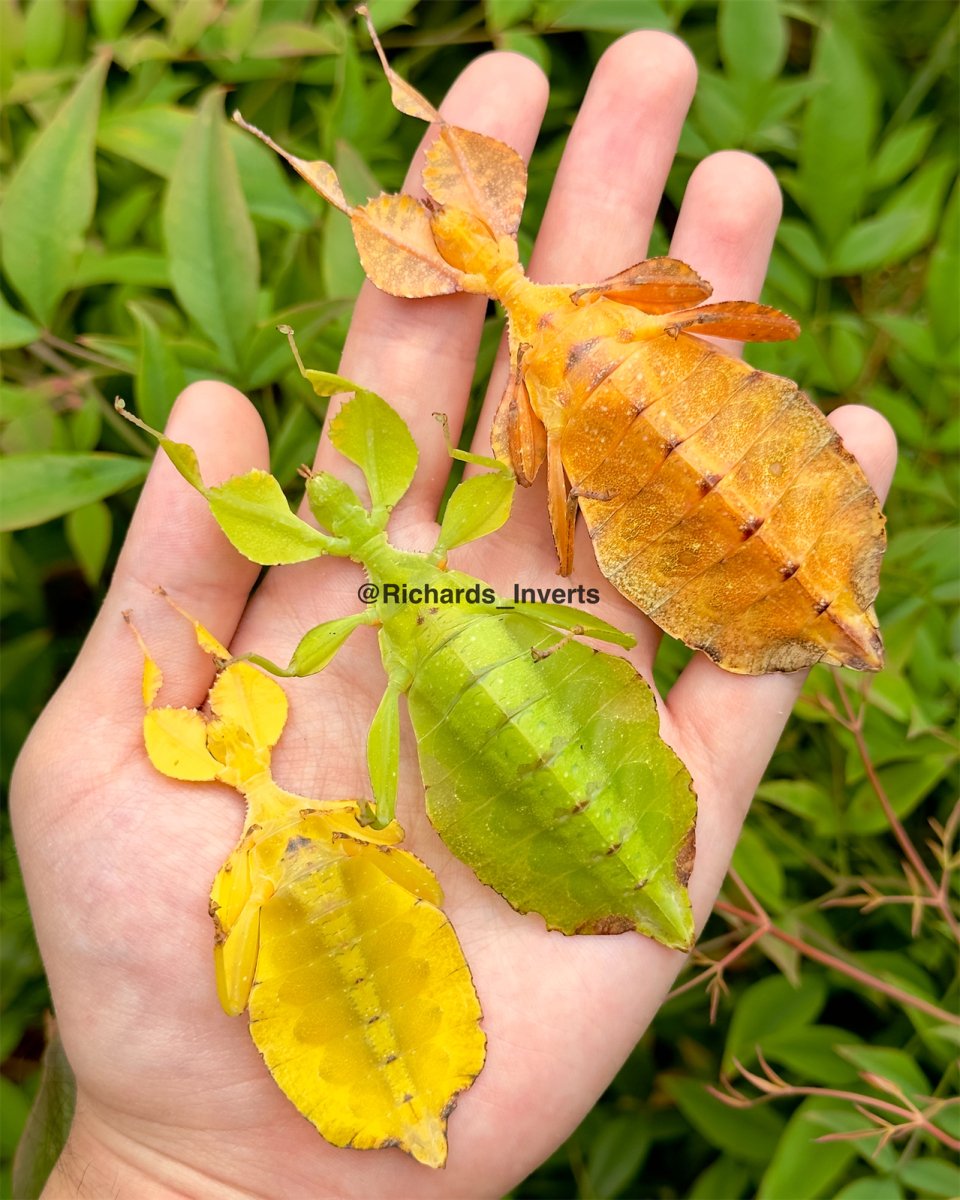 Letirant's Leaf Insect, (Phyllium letiranti "Tataba") - Richard’s Inverts