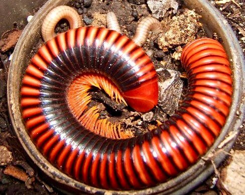⨂ Madagascan Fire Millipede, (Aphistogoniulus corralipes) - Richard’s Inverts