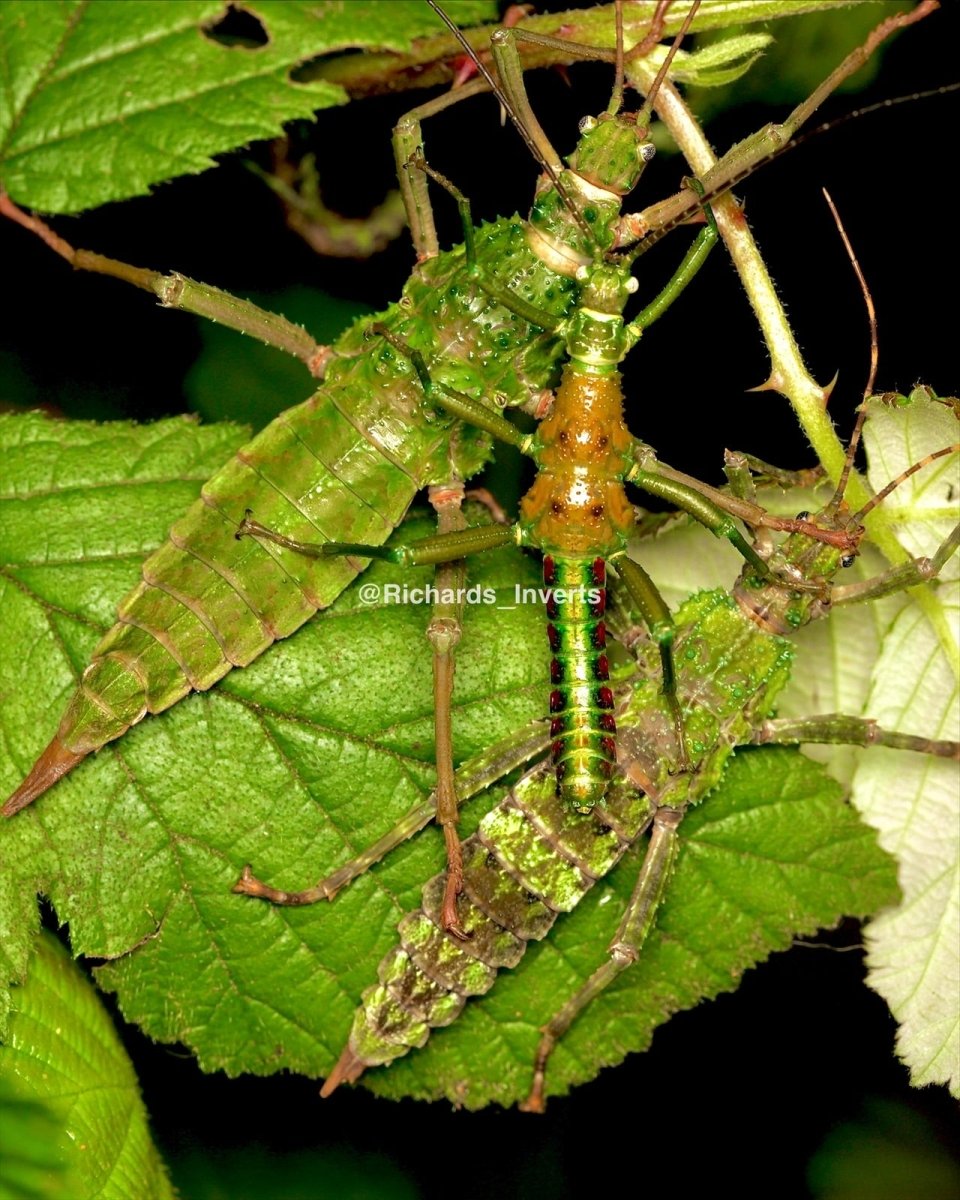 Metallic Green Stick Insect, (Mearnsiana bullosa) - Richard’s Inverts