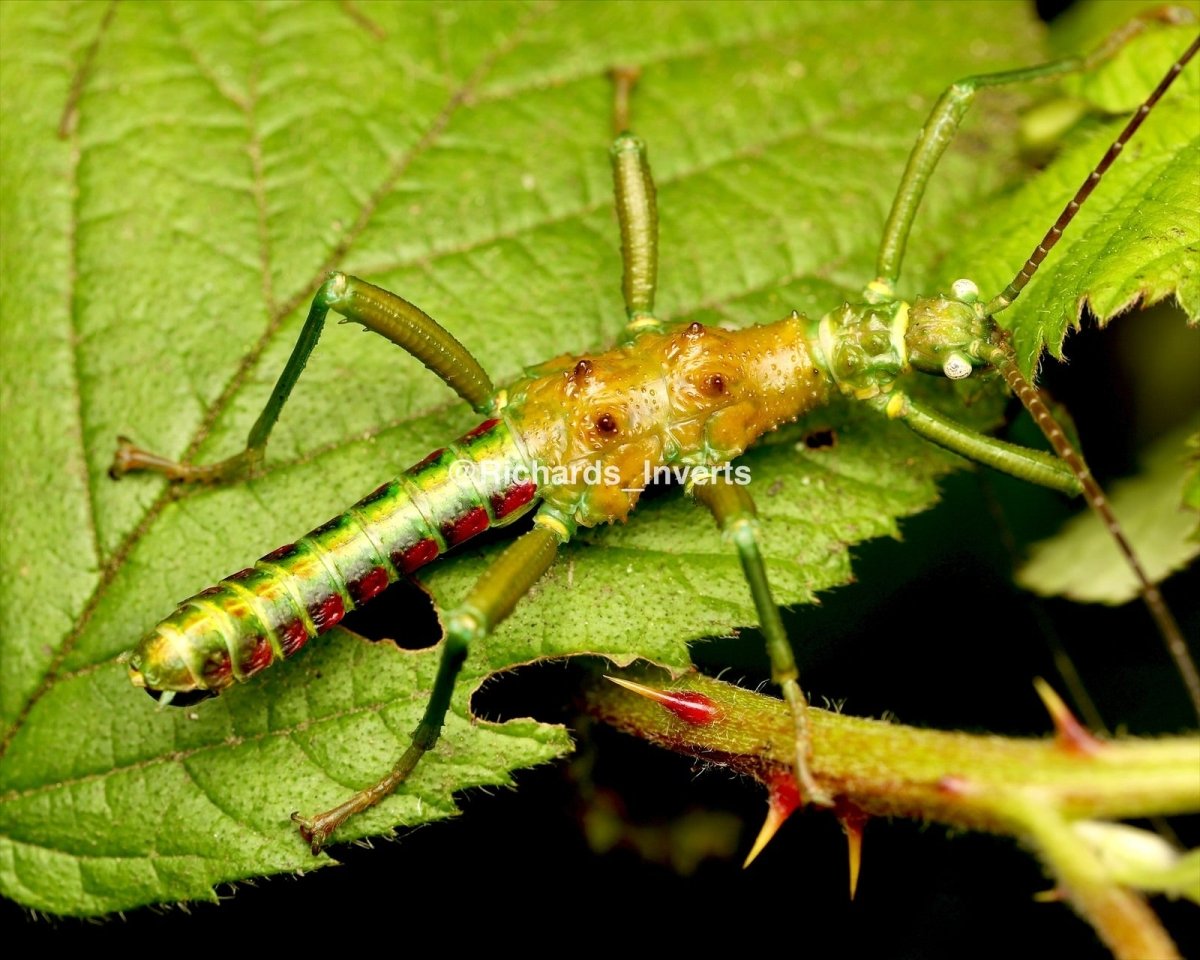 Metallic Green Stick Insect, (Mearnsiana bullosa) - Richard’s Inverts