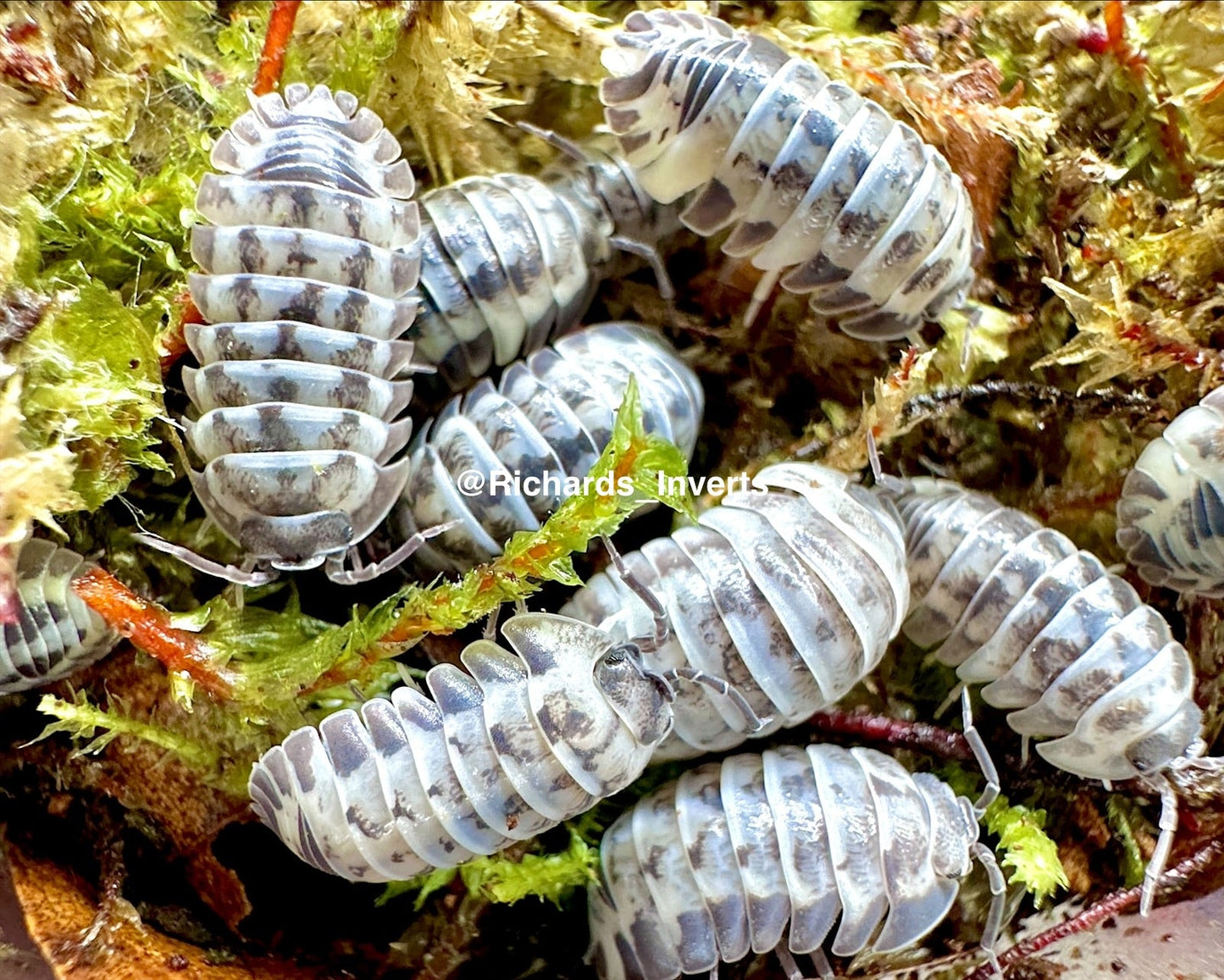 Milky Way Isopod, (Armadillidium gestroi 'Milky Way') - Richard’s Inverts