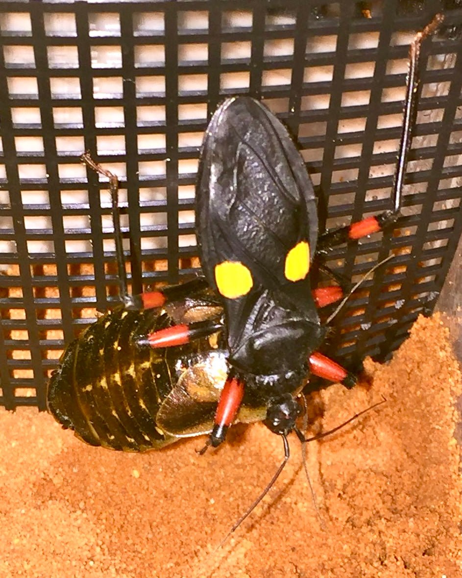 Mombo Assassin Bug, (Platymeris rhadamanthus "Mombo") - Richard’s Inverts