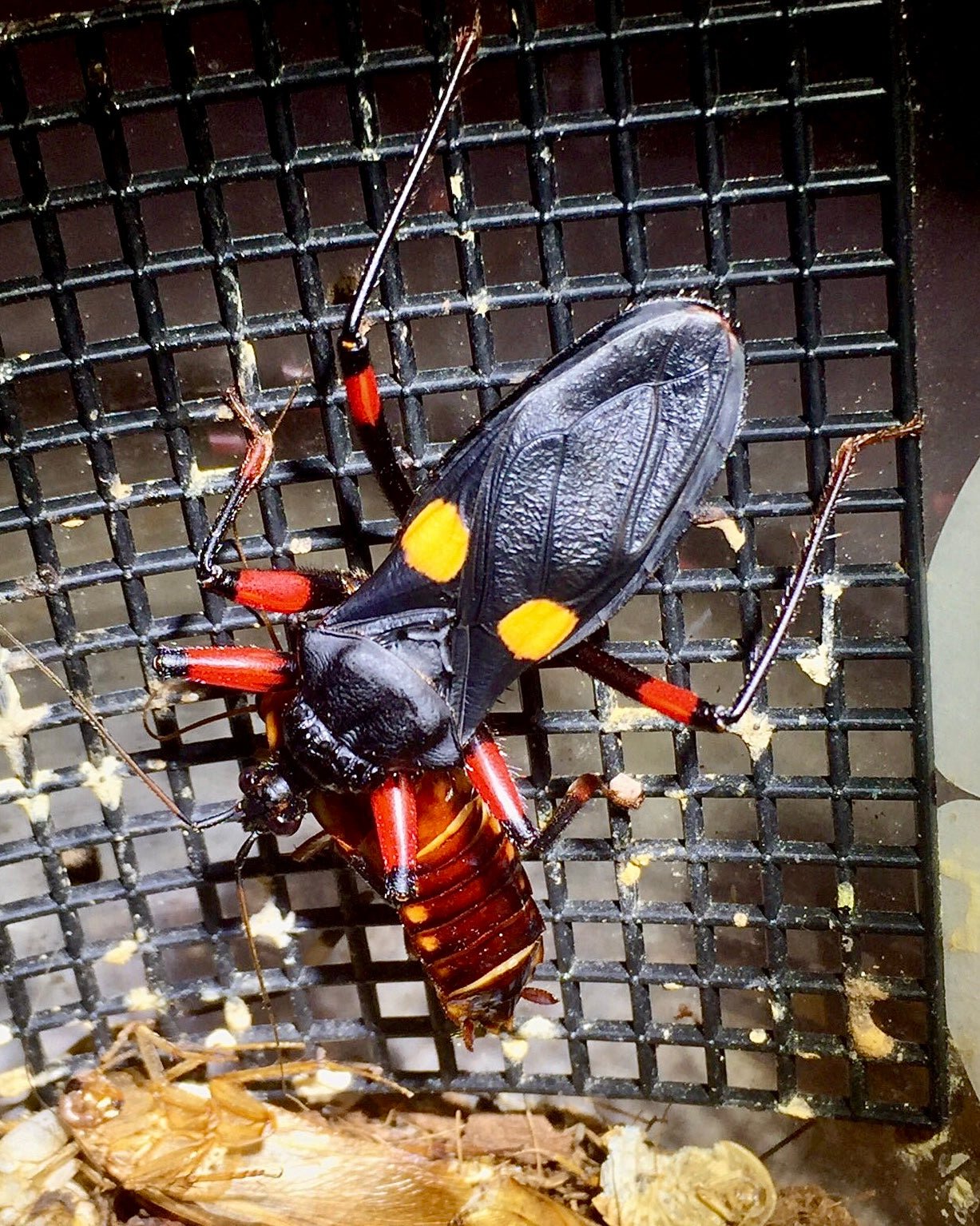 Mombo Assassin Bug, (Platymeris rhadamanthus "Mombo") - Richard’s Inverts
