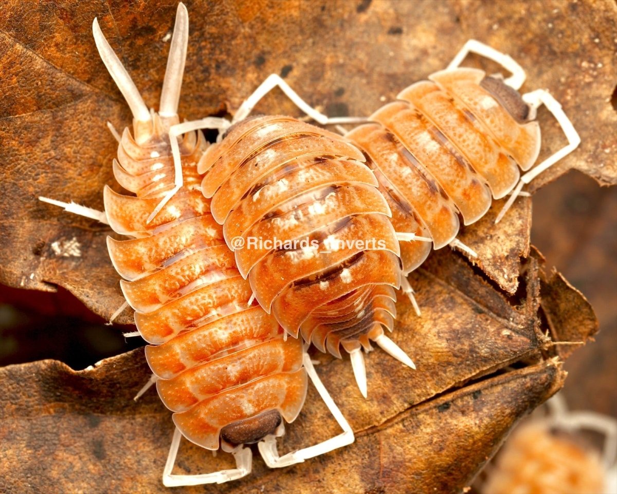 Nickles Isopod "Orange Blaze", (Porcellio nicklesi) - Richard’s Inverts