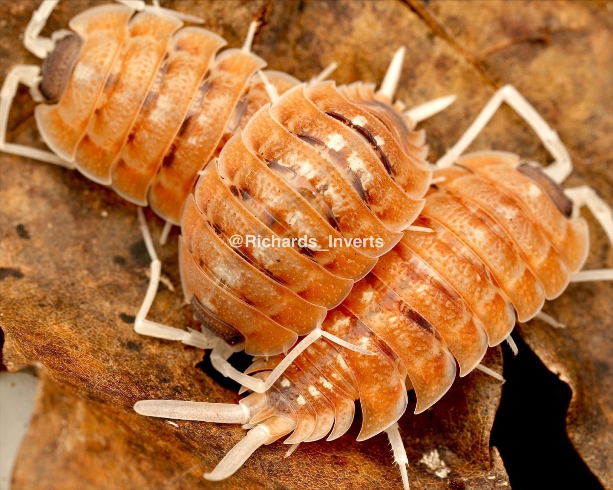 Nickles Isopod "Orange Blaze", (Porcellio nicklesi) - Richard’s Inverts