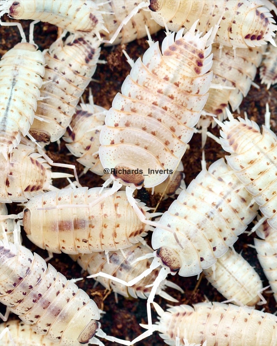 Nickles Isopod "Rubivan", (Porcellio nicklesi) - Richard’s Inverts