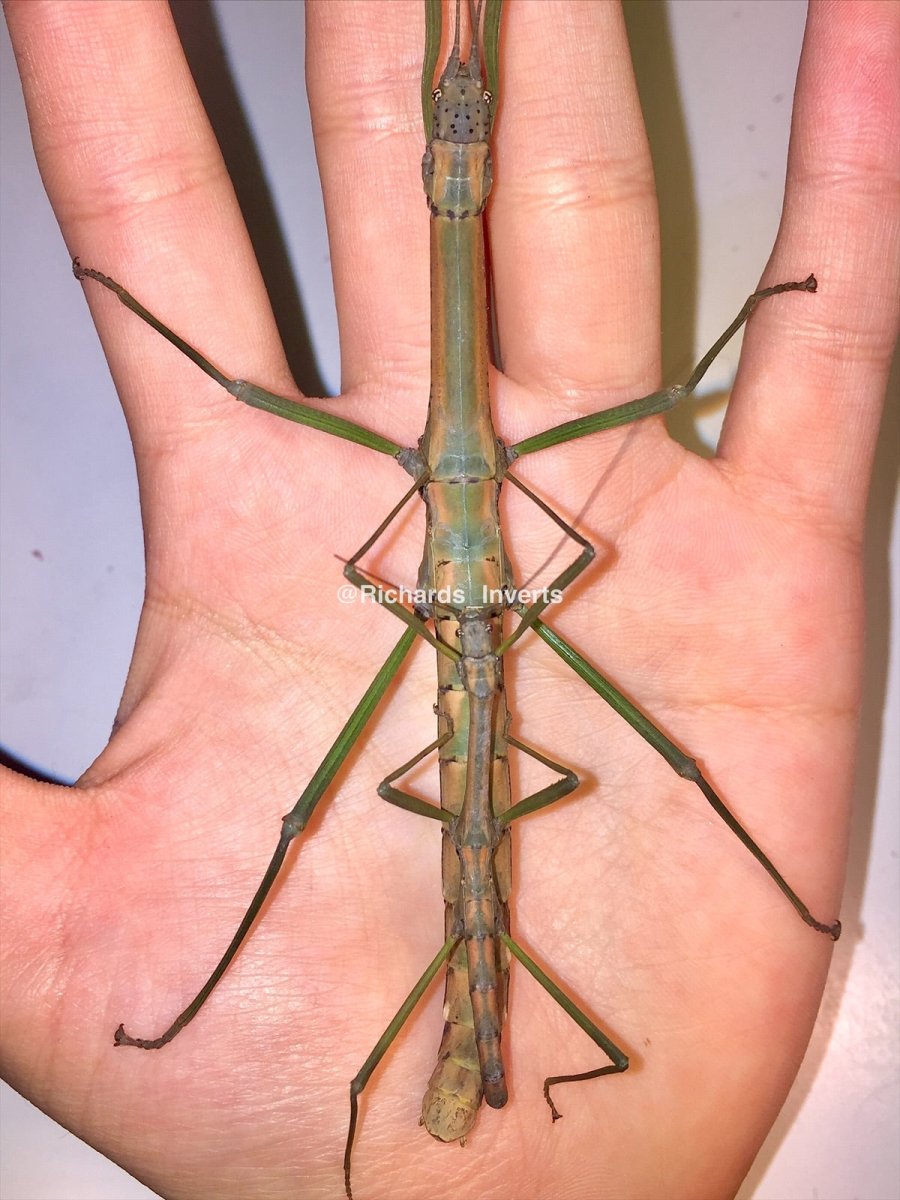 Nui Chua Stick Insect, (Nuichua rabaeyae) - Richard’s Inverts