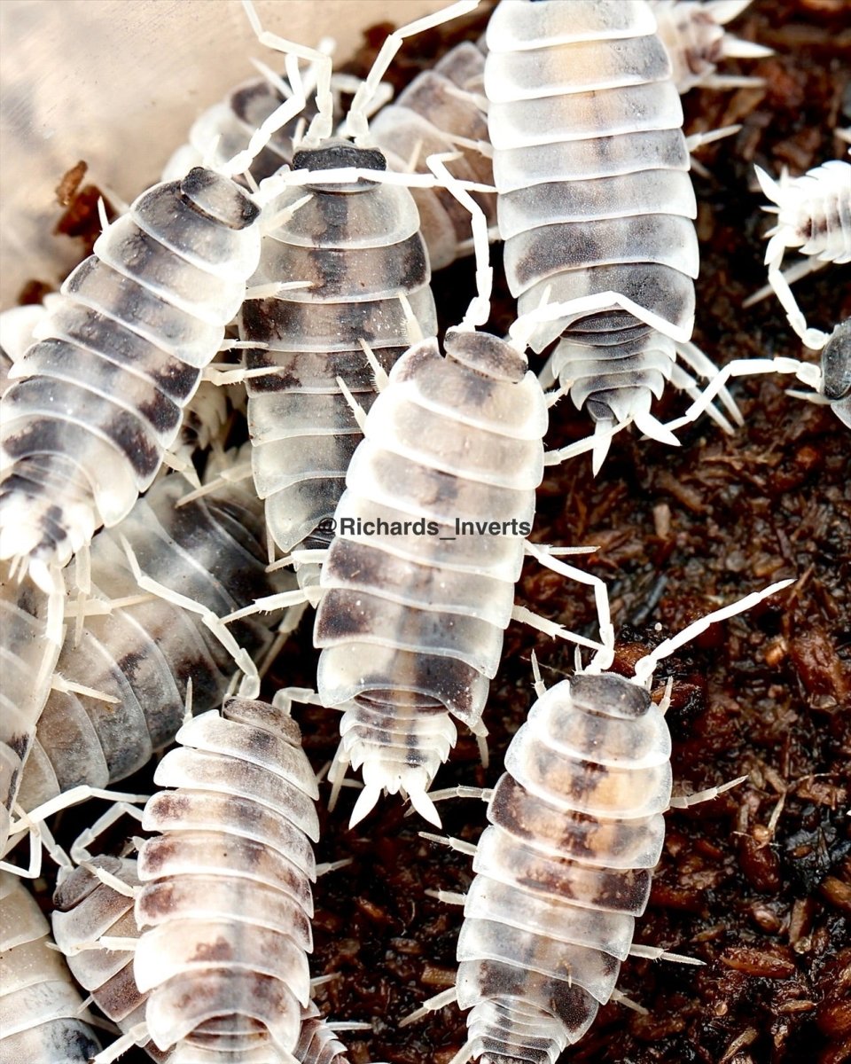 Oreo Crumble Isopod, (Porcellionides pruinosus "Oreo Crumble") - Richard’s Inverts