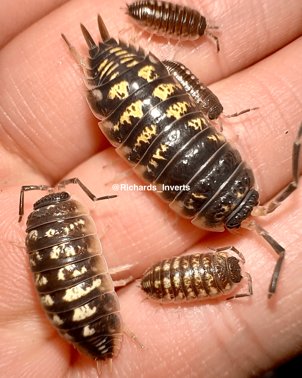 Ornate Isopod "Gold Flake", (Porcellio ornatus) - Richard’s Inverts