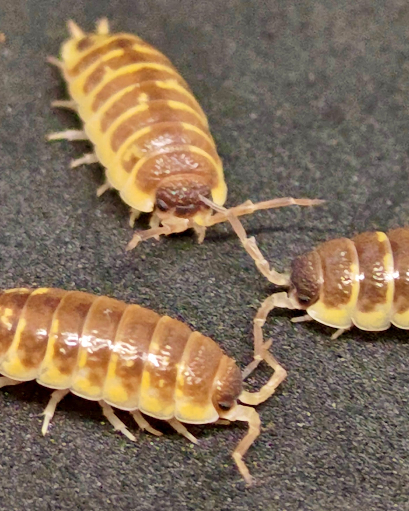 ⨂ Ornate Isopod "Honey Bake", (Porcellio ornatus) - Richard’s Inverts