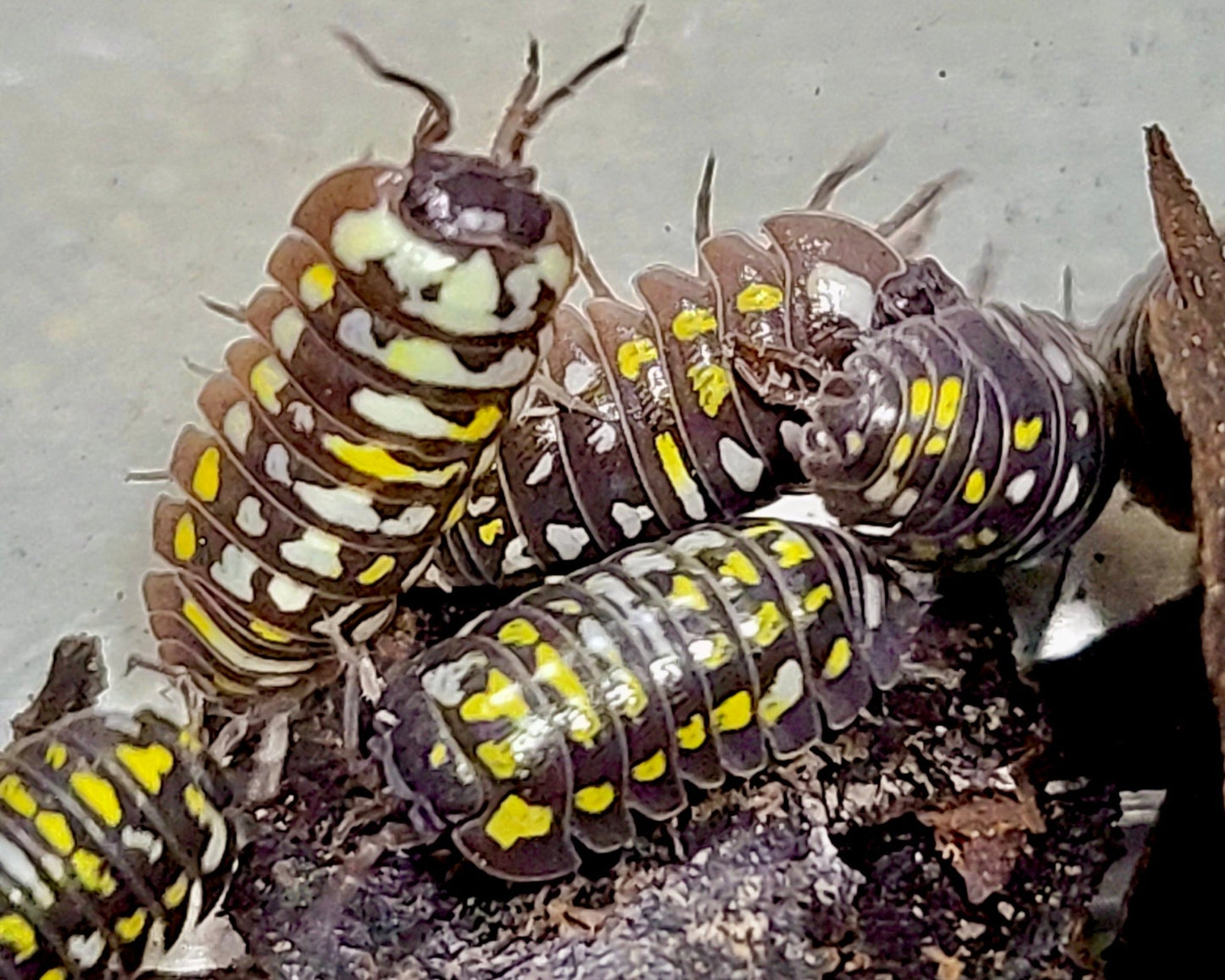 ⨂ Painted Corfu Isopod "Mosaic", (Armadillidium frontetriangulum) - Richard’s Inverts