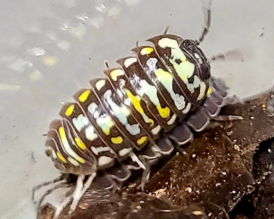 ⨂ Painted Corfu Isopod "Mosaic", (Armadillidium frontetriangulum) - Richard’s Inverts