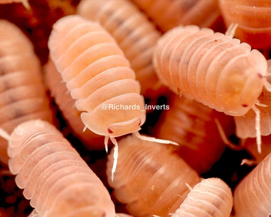 Papaya Isopod, (Cubaris murina "Papaya") - Richard’s Inverts