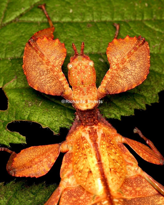 ⨂ Peleng Leaf Insect, (Phyllium letiranti "Tataba") - Richard’s Inverts