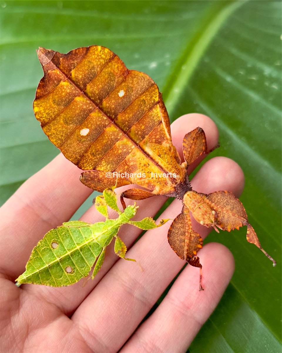 ⨂ Peleng Leaf Insect, (Phyllium letiranti "Tataba") - Richard’s Inverts