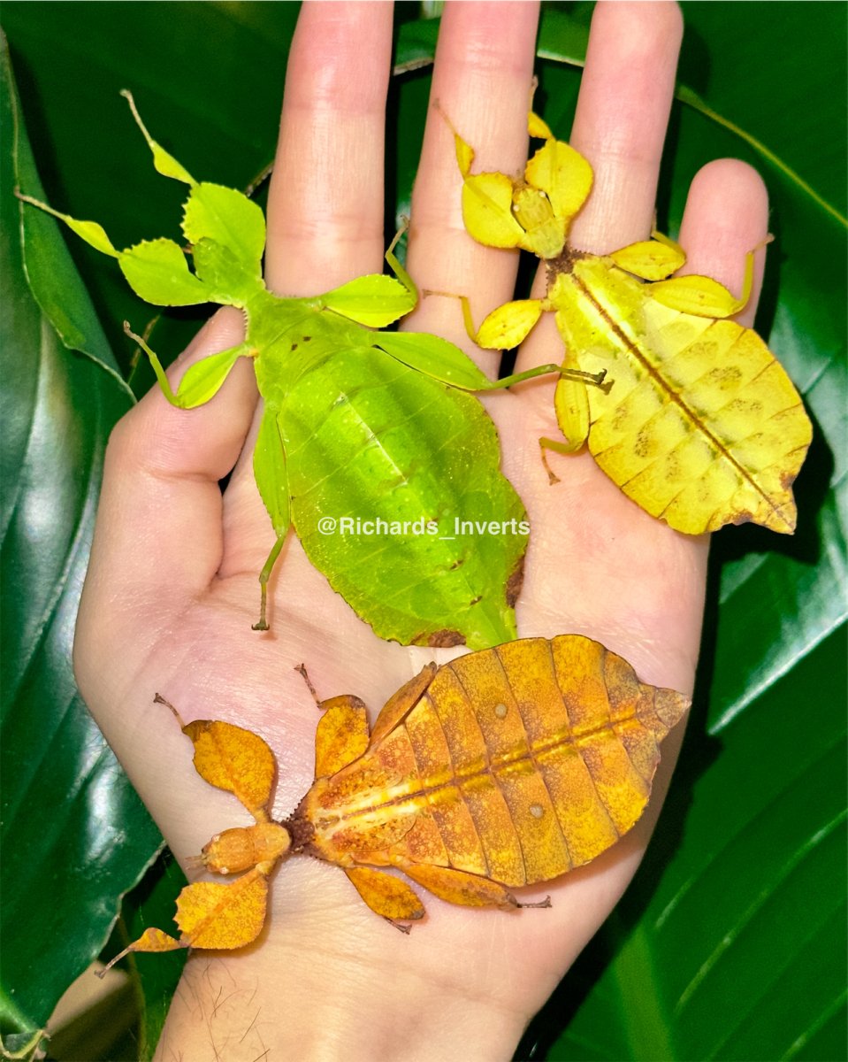 Peleng Leaf Insect, (Phyllium letiranti "Tataba") - Richard’s Inverts