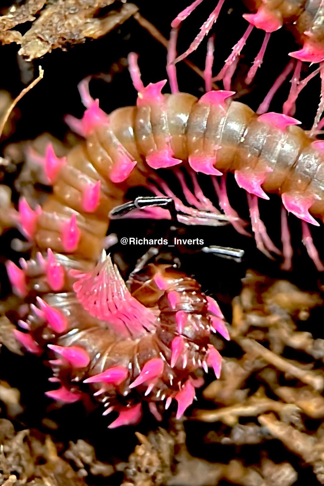 Pink Dragon Millipede, (Desmoxytes planata) - Richard’s Inverts