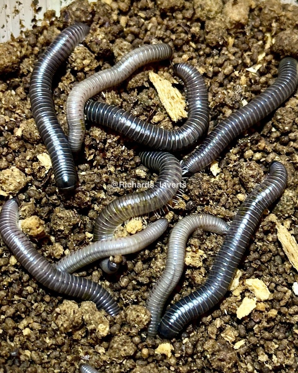 Platinum Millipede, (Salpidobolus sp. "Irian Jaya") - Richard’s Inverts