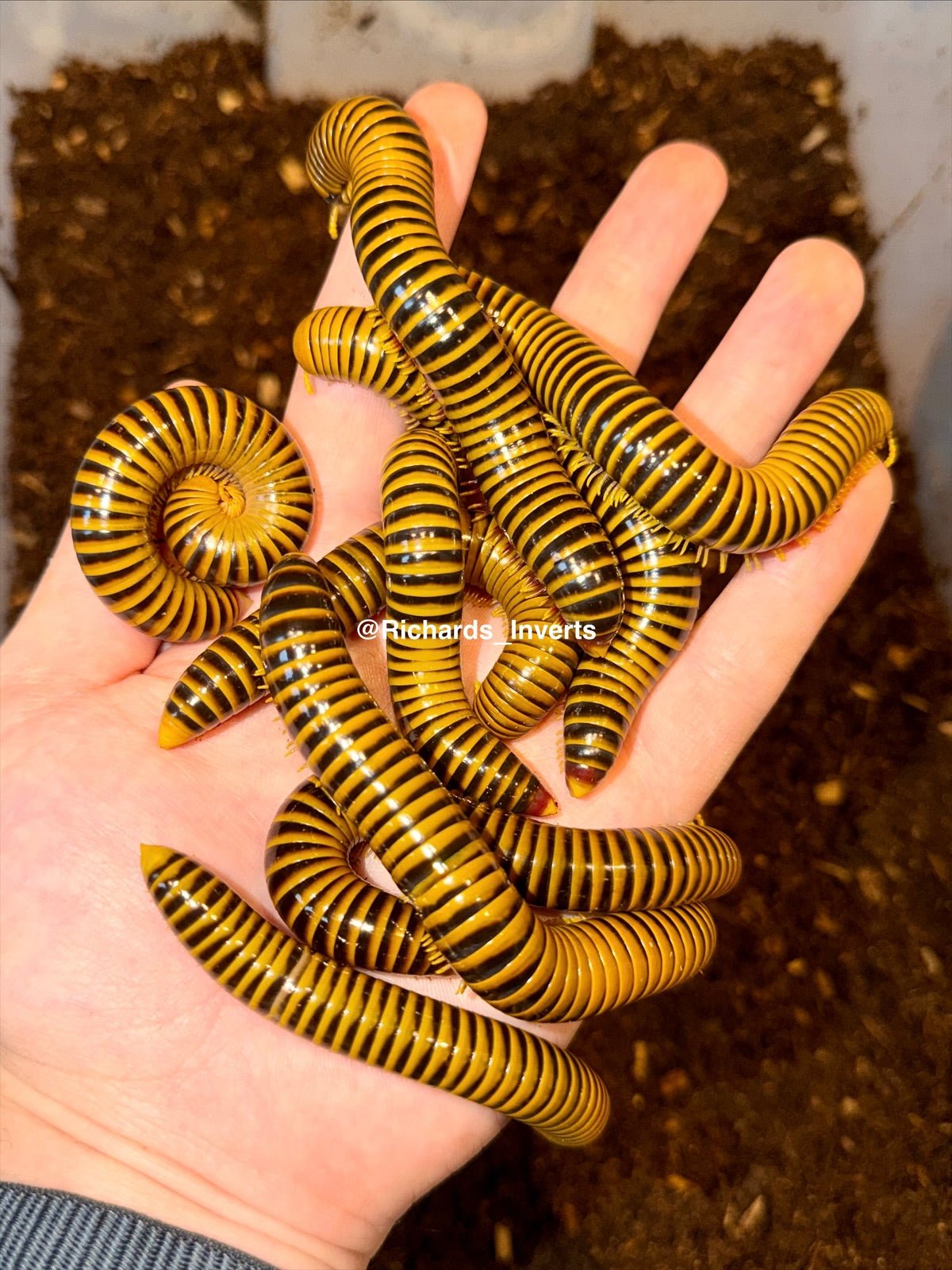 ⨂ Porcelain Tiger Millipede, (Salpidobolus sp. "Porcelain Tiger") - Richard’s Inverts