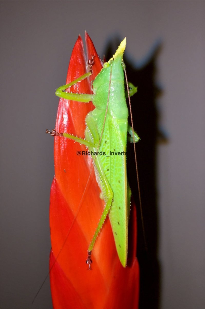 Predatory Unicorn Katydid, (Copiphora cornuta) - Richard’s Inverts