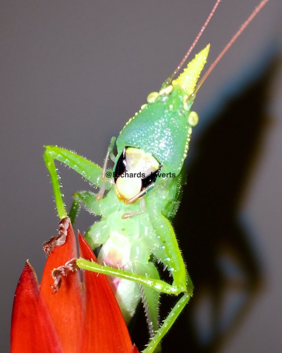 Predatory Unicorn Katydid, (Copiphora cornuta) - Richard’s Inverts